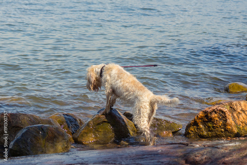 A young white spinone italiano wire-haired dog having fun on the rocky beach on the Vallisaari island in the Gulf of Finland on a sunny day © Marina