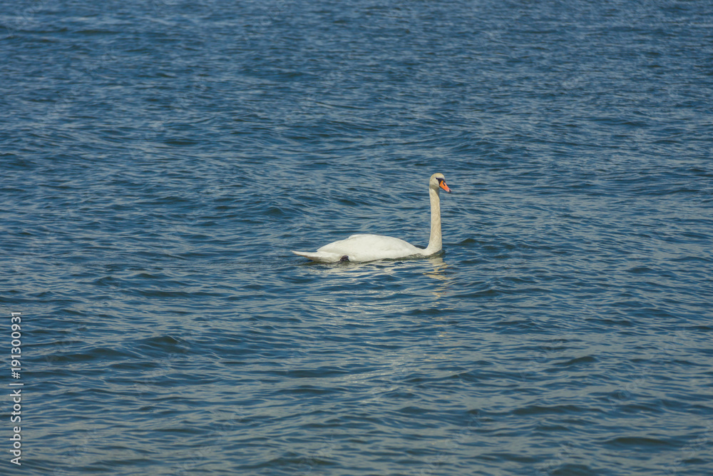 A white swan swimming in the cold waters of Gulf of Finland on a nice summer day A white swan swimming in the cold waters of Gulf of Finland on a nice summer day