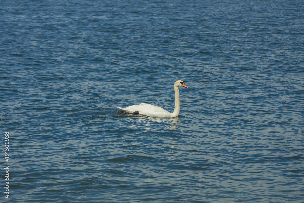 A white swan swimming in the cold waters of Gulf of Finland on a nice summer day A white swan swimming in the cold waters of Gulf of Finland on a nice summer day