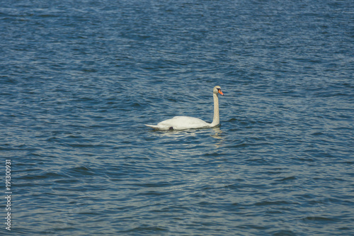 A white swan swimming in the cold waters of Gulf of Finland on a nice summer day
