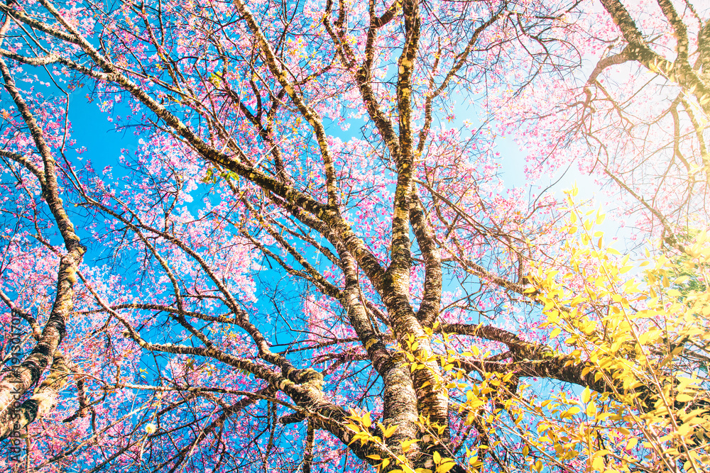 Tree view cherry blossom with sunlight scene nature background Tree view cherry blossom with sunlight scene nature background