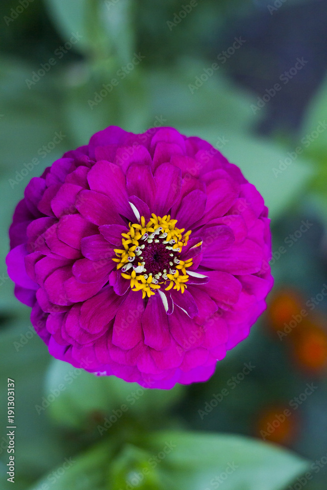 Obraz premium Zinnia pink flower in garden, top view