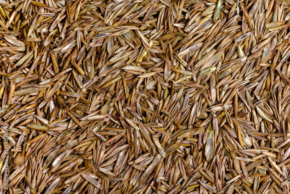 Grass seed as a texture close up.