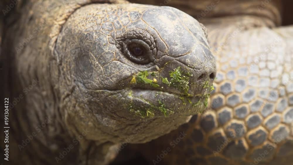 Closeup of a Galapagos Giant Tortoise. 4k video Closeup of a Galapagos Giant Tortoise. 4k video