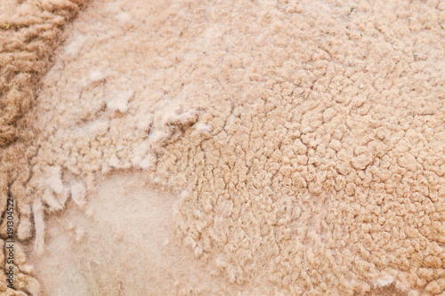 Texture of camel hair.