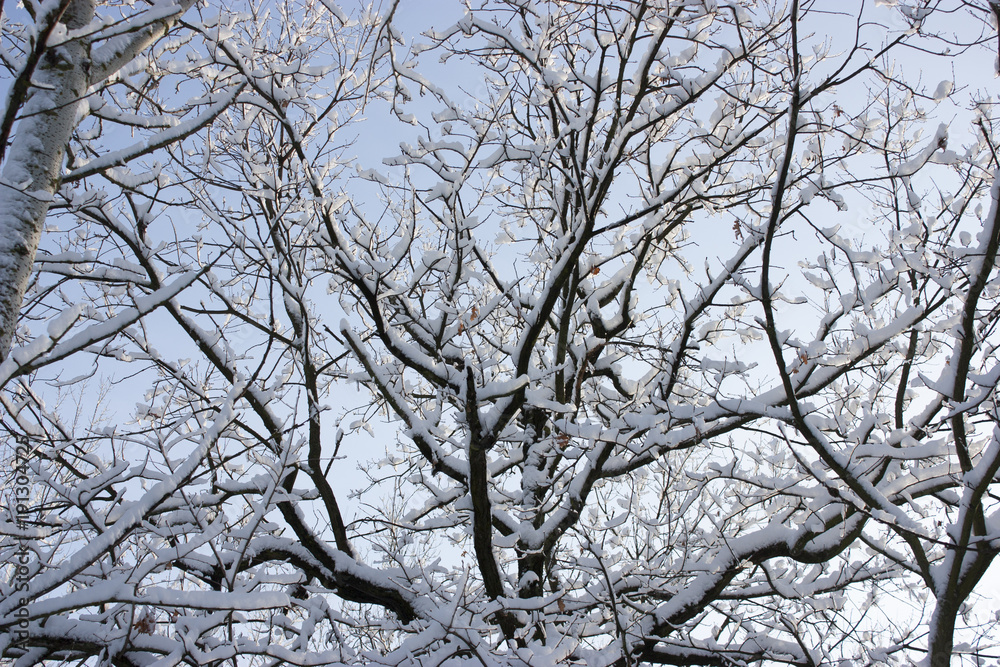 Forest in winter, trees in snow, snowy fairy-tale nature Forest in winter, trees in snow, snowy fairy-tale nature