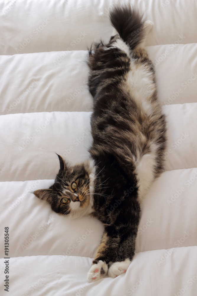 une photographie de chat maine coon aux yeux verts avec le regard perçant qui vous charme couché sur une couette blanche ,libre de droit