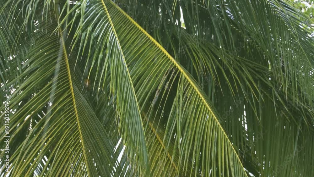 Downpour over Tropical Palm Tree in the Maldives, with Sound Downpour over Tropical Palm Tree in the Maldives, with Sound