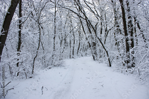 Forest in winter, trees in snow, snowy fairy-tale nature