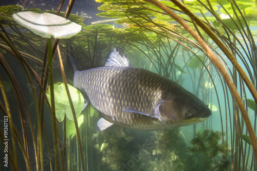 Freshwater fish grass carp (Ctenopharyngodon idella) in the beautiful clean pound. Underwater shot in the lake. Wild animal carp. Grasskarpfen in the nature habitat with nice backgroundand water lily.