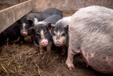 Small Vietnamese pigs on the farm