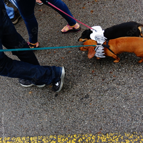 Photography A close up two dogs dressed for a dog race