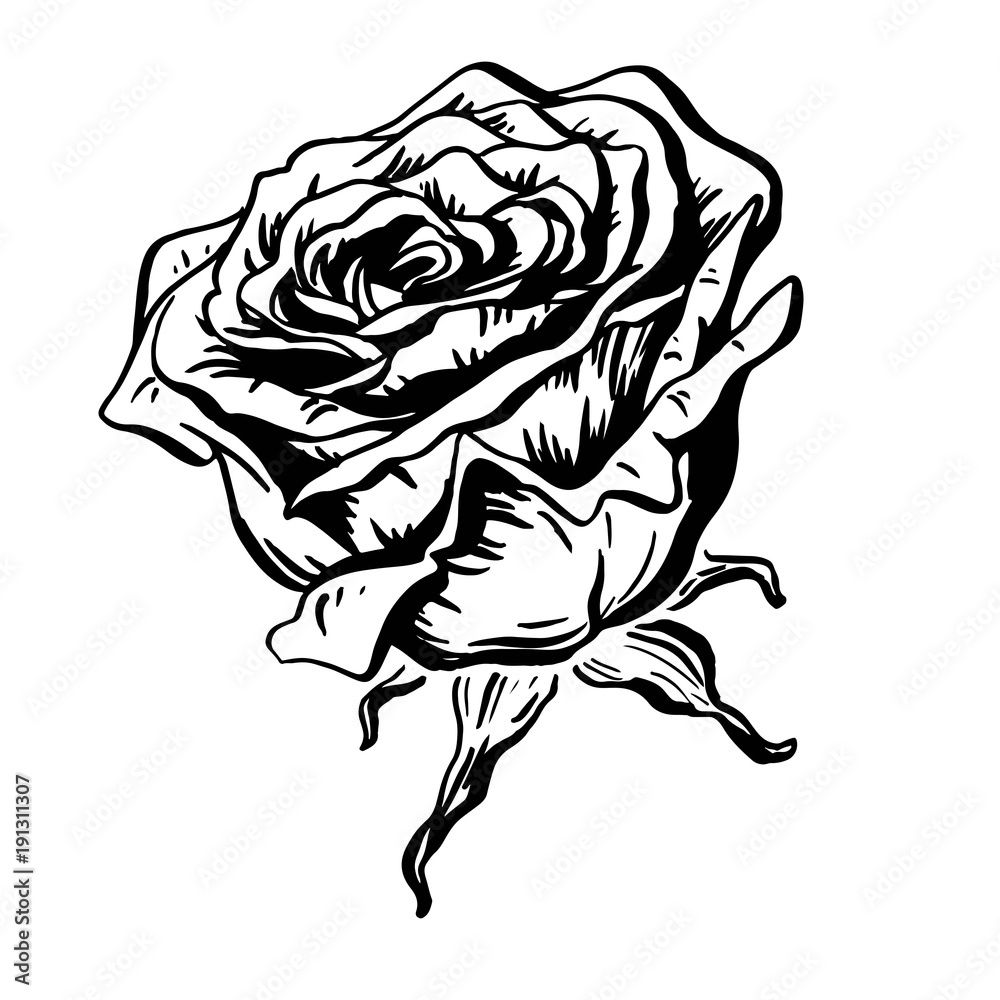 40+ How to Draw a Rose? Easy Rose Drawing Tutorials | HM ART | Flower  drawing, Flower drawing images, Rose drawing