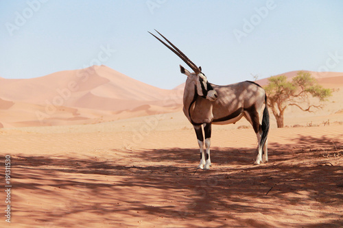 Orix Namibia photo