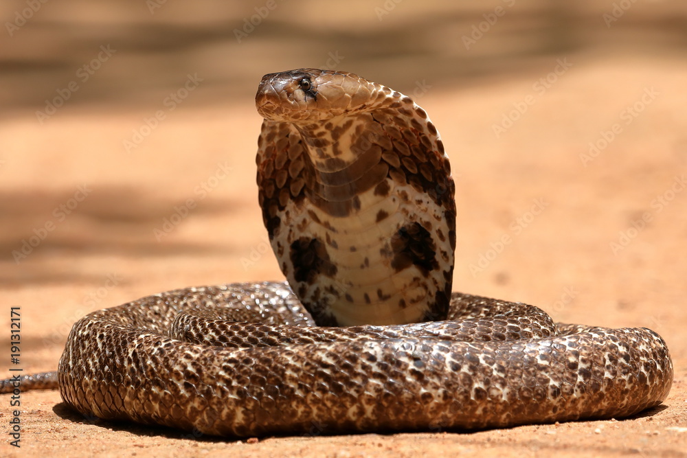 Fototapeta premium Kobra południowoazjatycka lub Brillenschlage na Sri Lance