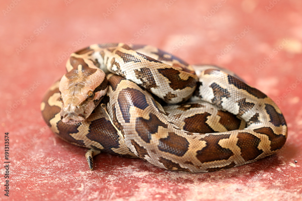 Naklejka premium Baby Tigerpython in Sri Lanka