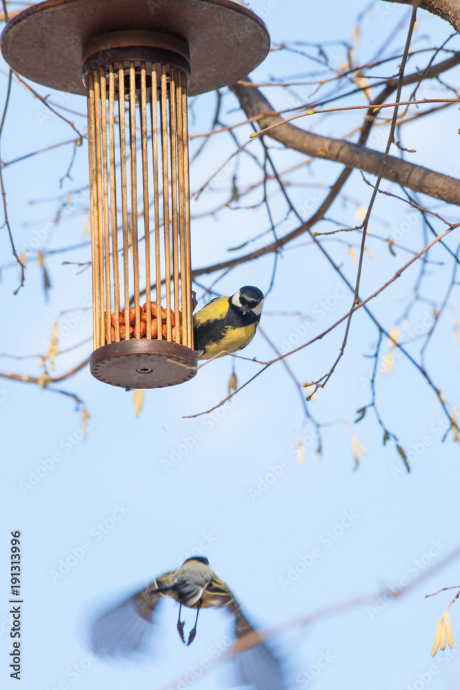 Fototapeta premium great tits on bird feeder on tree winter time