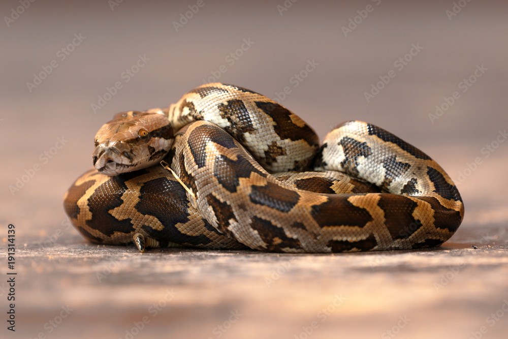 Baby Tigerpython in Sri Lanka Stock Photo | Adobe Stock