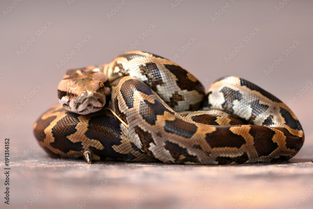 Fototapeta premium Mały Tigerpython na Sri Lance