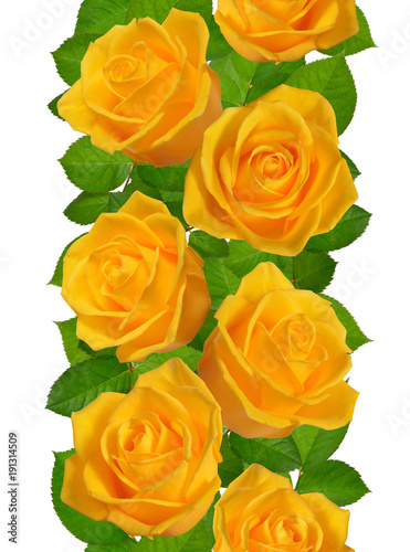 Vertical Seamless border with yellow roses. Isolated on white background