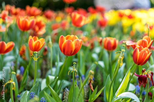 Orange tulip.