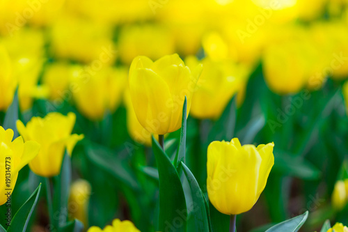 Yellow tulip.