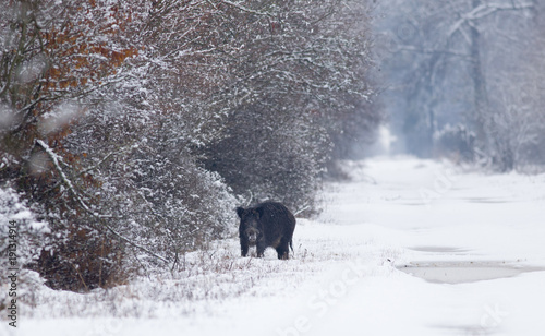 Wild boar on snow © Budimir Jevtic