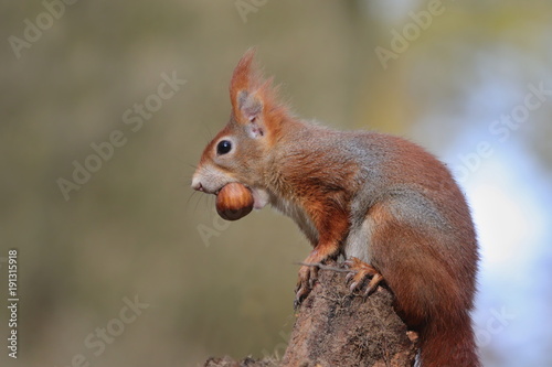 Art view on wild nature. Cute red squirrel with long pointed ears eats a nut in autumn orange scene with nice deciduous forest in the background. Wildlife in November forest. Squirrel in habitat.