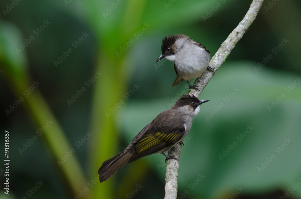Fototapeta premium Ashy Bulbul perching on the branch