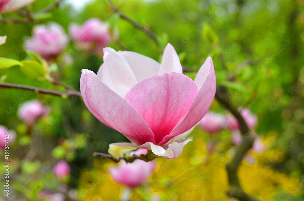 Pink magnolia blossom Pink magnolia blossom