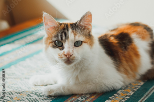 Cute calico cat lies on the green carpet and looks at you. Fluffy pet with green eyes.