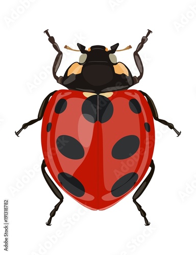 Icon painted ladybug. Beetles. Vector illustration © alevanda
