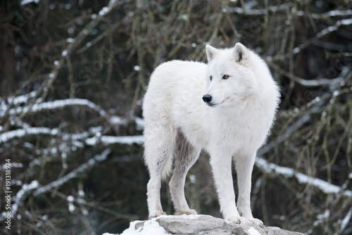 Loup blanc 5 10