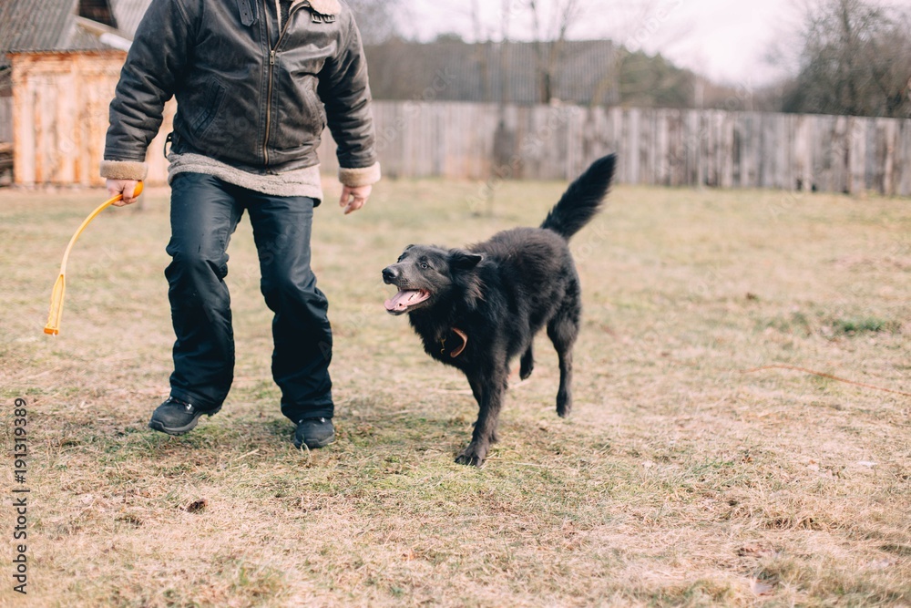 training dog Border Collie. training dog Border Collie.