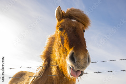 nice Icelandic horse on a sunny day with a clear blue sky
