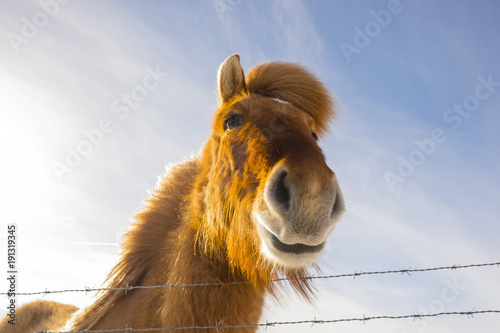 nice Icelandic horse on a sunny day with a clear blue sky