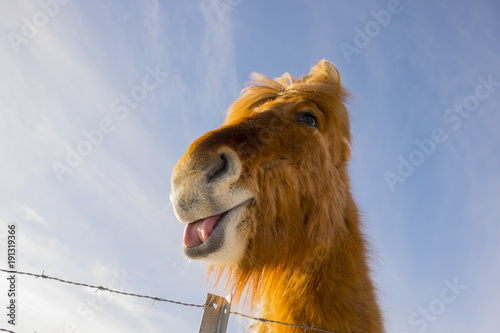 nice Icelandic horse on a sunny day with a clear blue sky