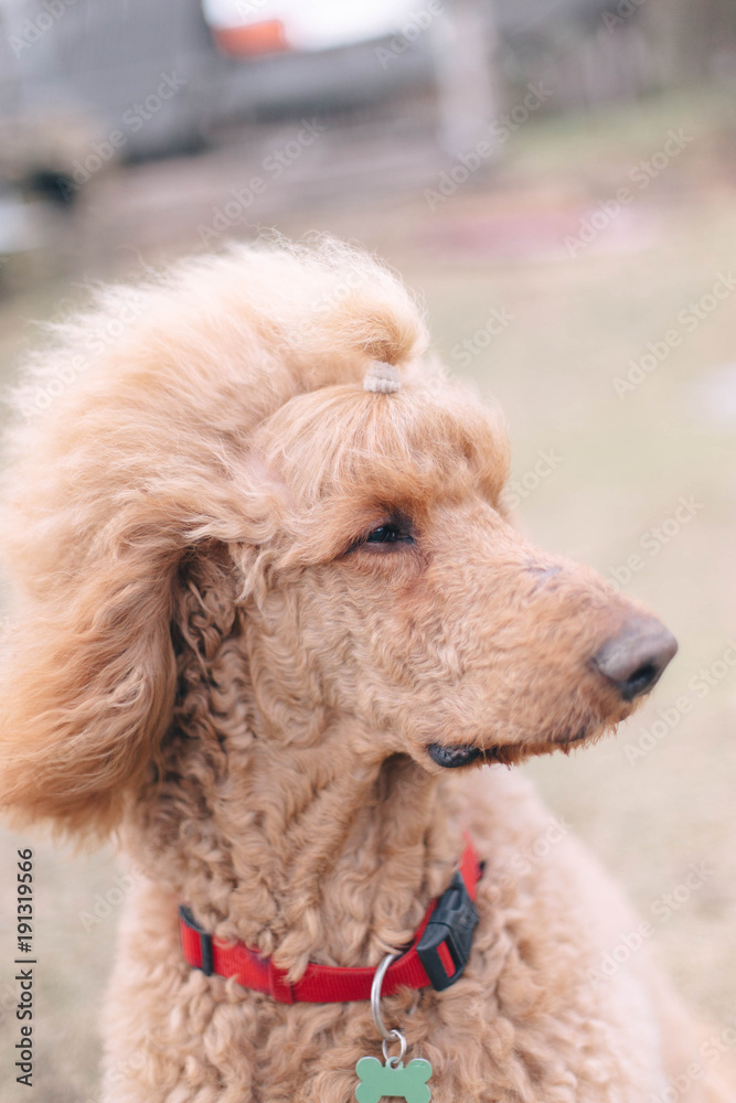 standard poodle apricot color. Aristocratic dog for a walk.
