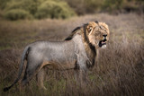 Männlicher Löwe mit großer Mähne in der Savanne (Panthera leo)