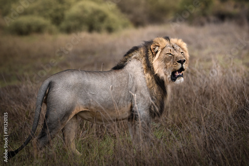 Fototapeta Naklejka Na Ścianę i Meble -  Männlicher Löwe mit großer Mähne in der Savanne (Panthera leo)