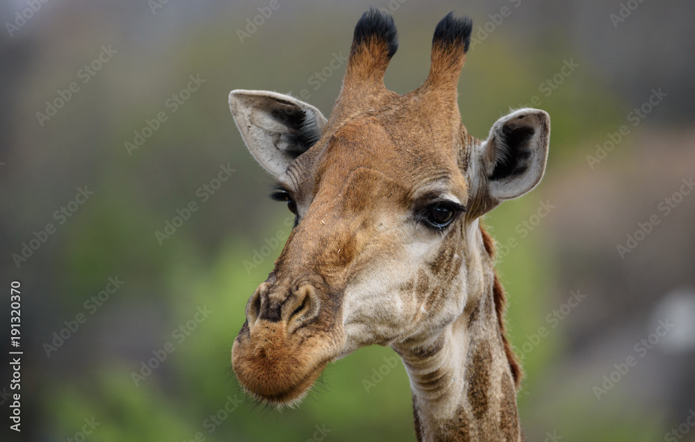 Obraz premium Schöne männliche junge Giraffe