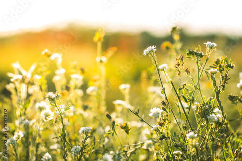 Nature. Meadow flowers in sunny field in spring