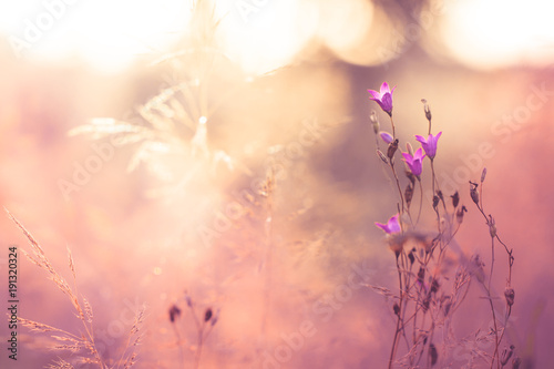 Vintage pink flowers in summer field. Nature view © Svetlana