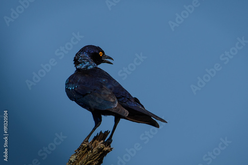 Schöner, blauer Vogel mit gelben Augen und offenem Schnabel auf einem Ast (Rotschulter-Glanzstar, Cape Glossy Starling, Lamprotornis nitens)