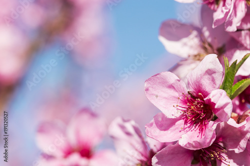 Pink peach blossoms