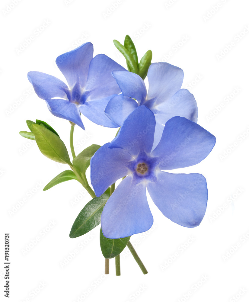 Fototapeta premium bright violet wild periwinkle flower bouquet