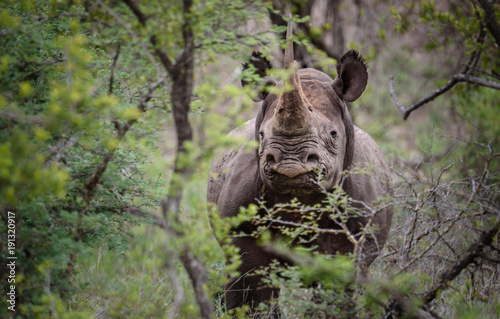 Nashorn Bulle (Spitzmaulnashorn, Black, Rhino, Diceros bicornis) schaut aufmerksam in die Kamera photo