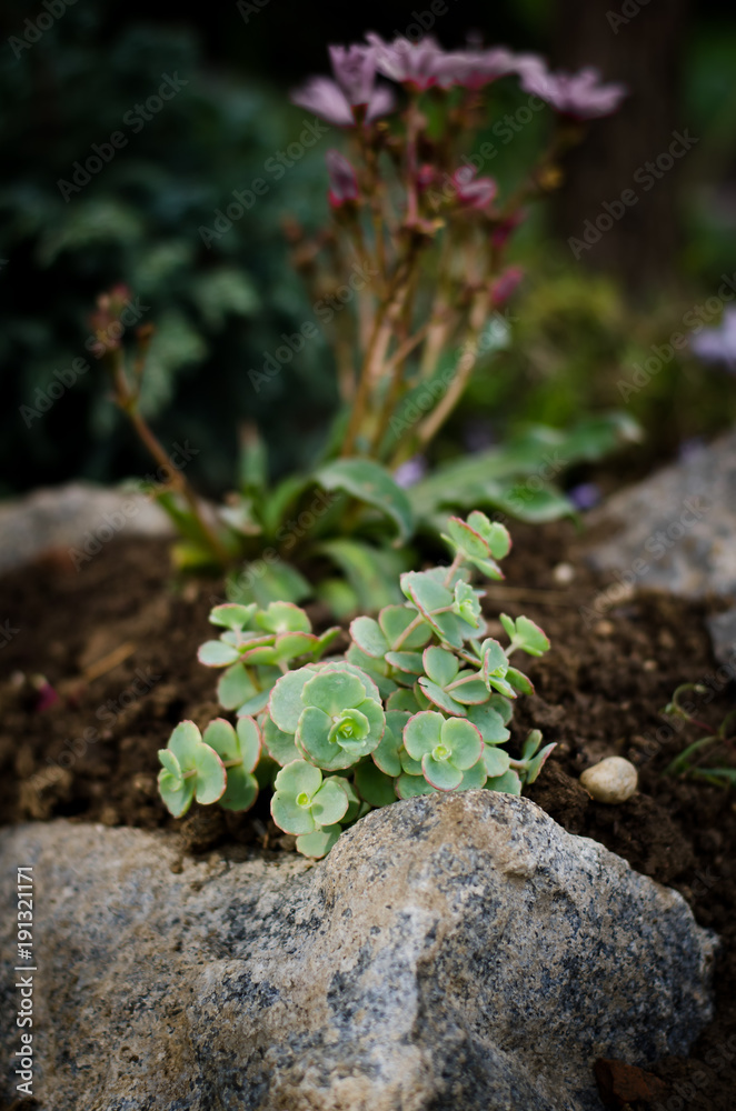 rock-garden rock-garden