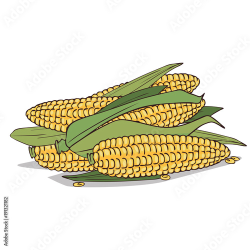 Isolate ripe corn ears or cobs on white background. Close up clipart with shadow in flat realistic cartoon style. Hand drawn icon