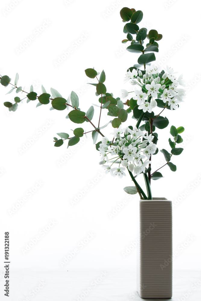 アリウムコワニーとユーカリ Stock Photo Adobe Stock